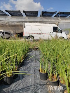 高度50厘米鸢尾