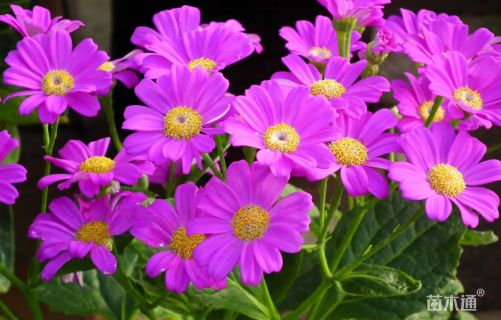 高度20厘米瓜叶菊