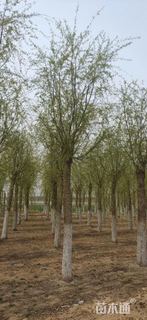 河北嫁接垂柳价格
