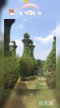 10公分造型龙柏