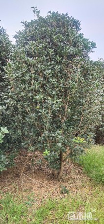 高度150厘米丛生桂花