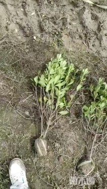 高度80厘米海桐