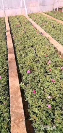 高度10厘米玫瑰