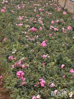 高度25厘米丰花月季