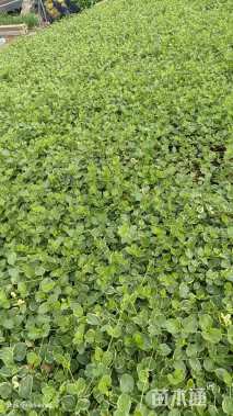 高度30厘米花叶蔓长春