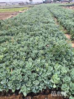 高度10厘米八宝景天