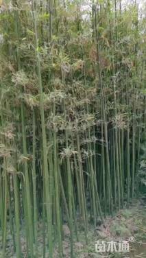 地栽苗青皮竹