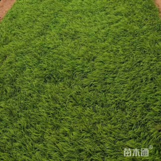 高度50厘米条穗苔草