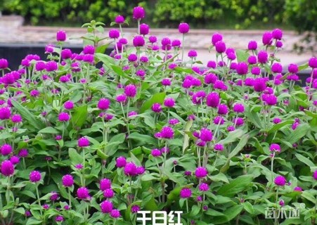 高度20厘米红帽月季