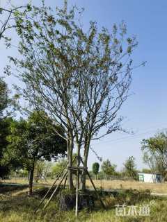 90公分(5杆)丛生朴树