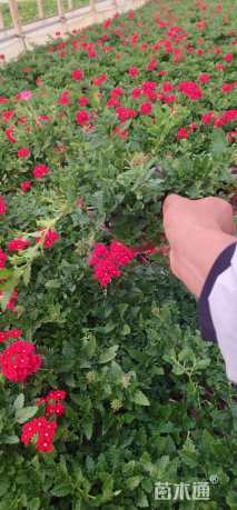 高度20厘米美女樱