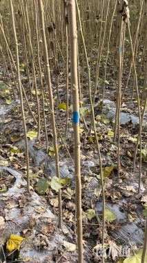 高度180厘米木芙蓉