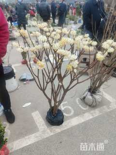 高度10厘米结香