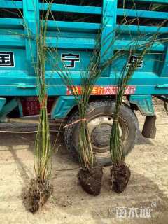 高度80厘米连翘