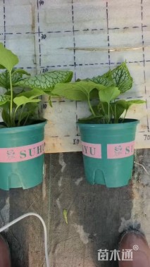 高度20厘米牛舌草