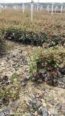 0.5公分红叶石楠