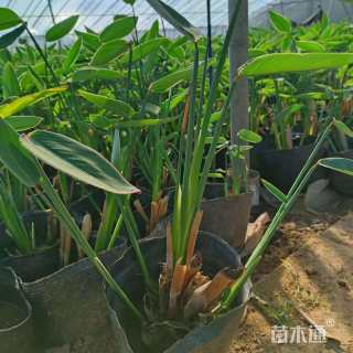 高度30厘米再力花