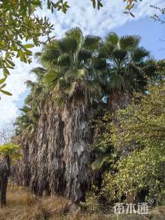 裸干高500厘米华棕
