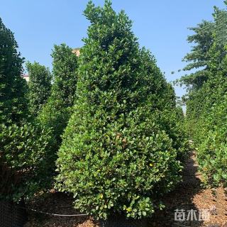 高度200厘米火山榕