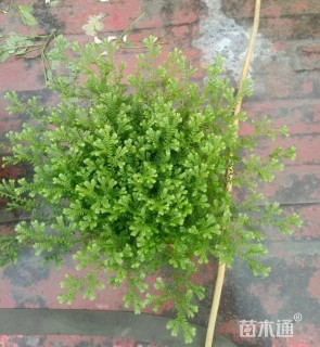 高度12厘米翠云草