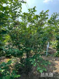 高度210厘米丛生紫荆