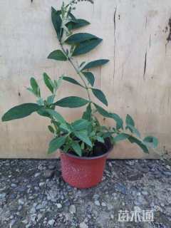 高度30厘米大叶醉鱼草