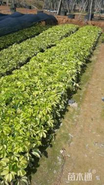 高度25厘米花叶鸭脚木