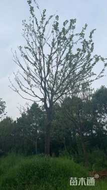 40公分朴树