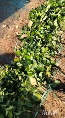 高度10厘米北海道黄杨小苗