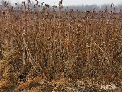 高度150厘米红王子锦带
