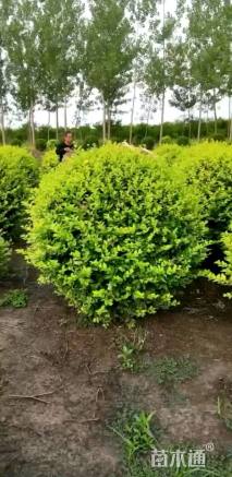 冠幅80厘米金叶女贞球