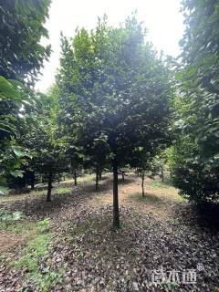 高度350厘米高杆茶花树