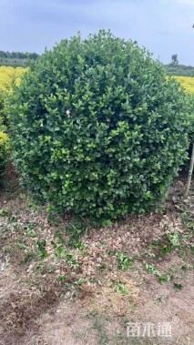 冠幅150厘米胶东卫矛球