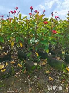 高度120厘米琴叶珊瑚