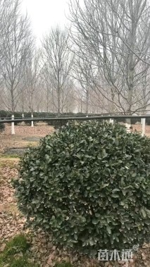 冠幅150厘米大叶黄杨球