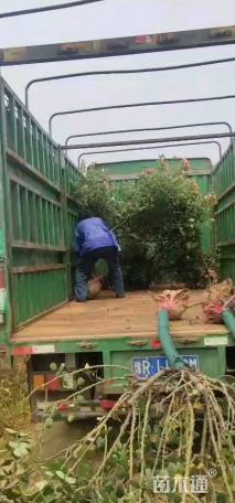 高度80厘米月季