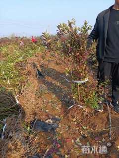 高度80厘米蓝莓