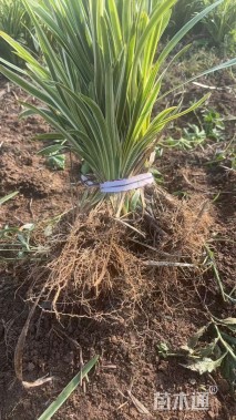 高度10厘米金边麦冬