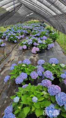 高度30厘米无尽夏绣球