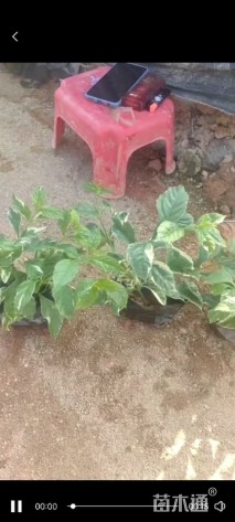 高度20厘米花叶假连翘