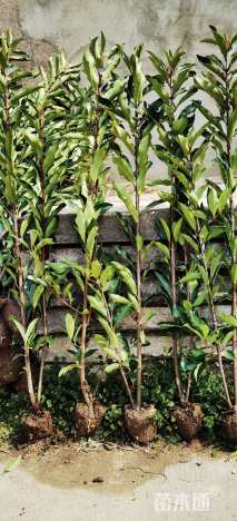 高度160厘米法国冬青