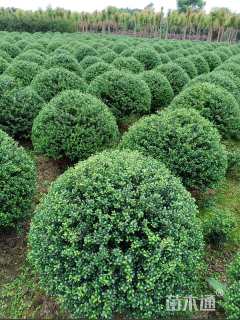 冠幅150厘米龟甲冬青球