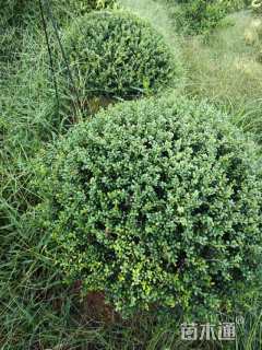 冠幅100厘米龟甲冬青球