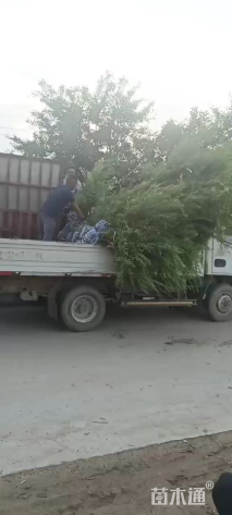 高度60厘米珍珠绣线菊