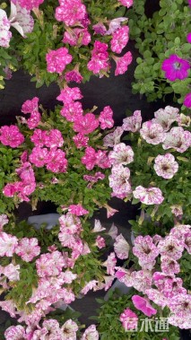 高度15厘米牵牛