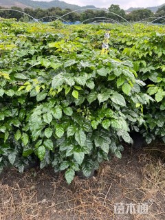 4公分海南菜豆树