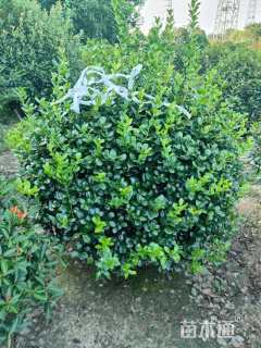 冠幅100厘米无刺枸骨球