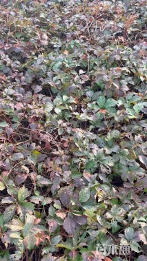 100厘米爬山虎