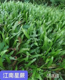 高度35厘米蓝星蕨