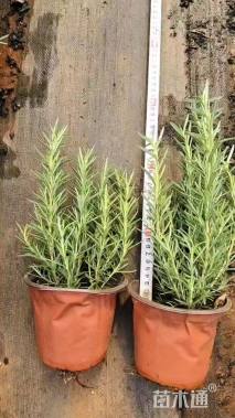 高度30厘米迷迭香